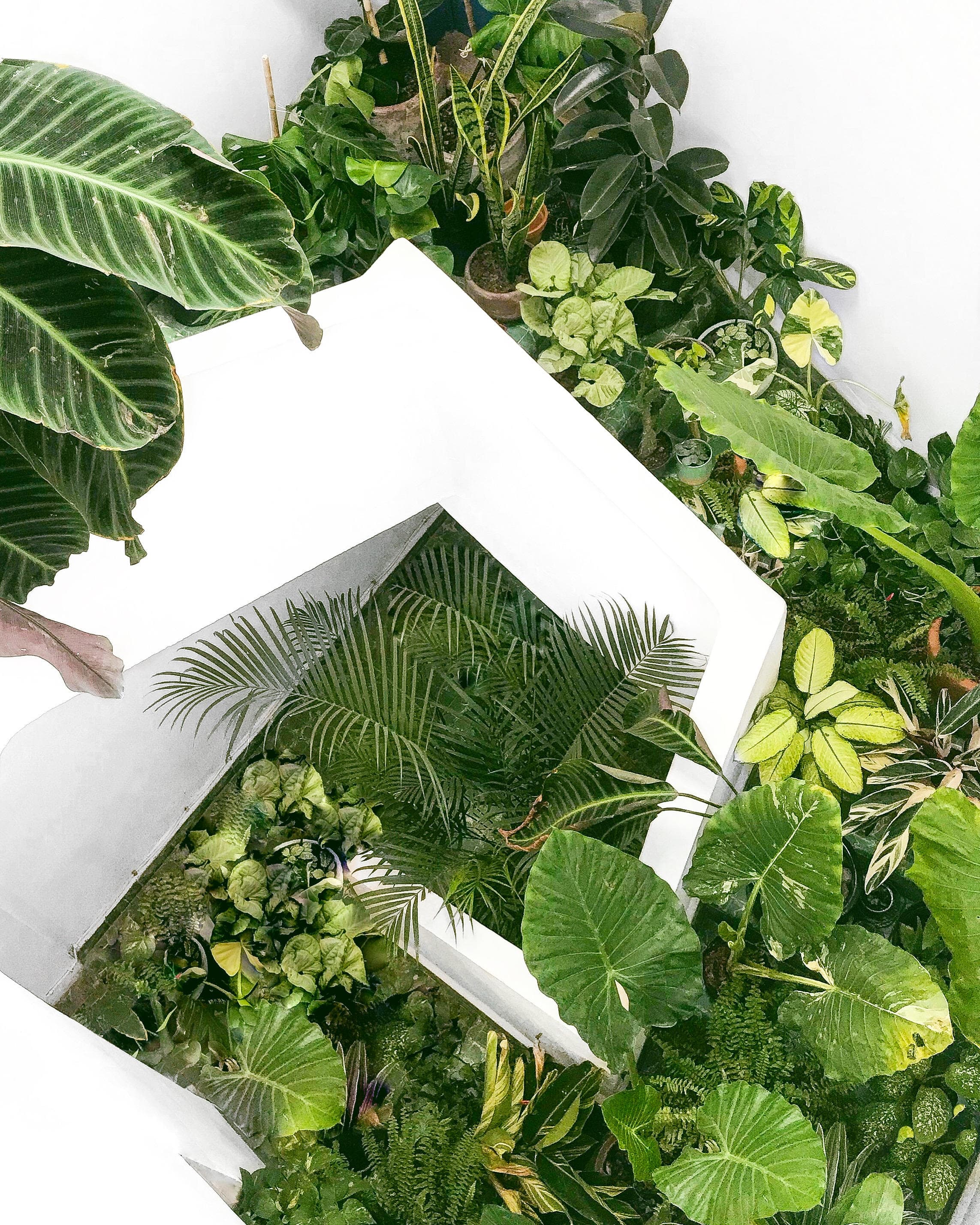 Birds of paradise against a wall